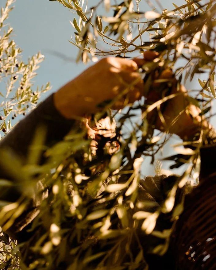 A hand reaching up to harvest olives against a blue sky, Alentejo