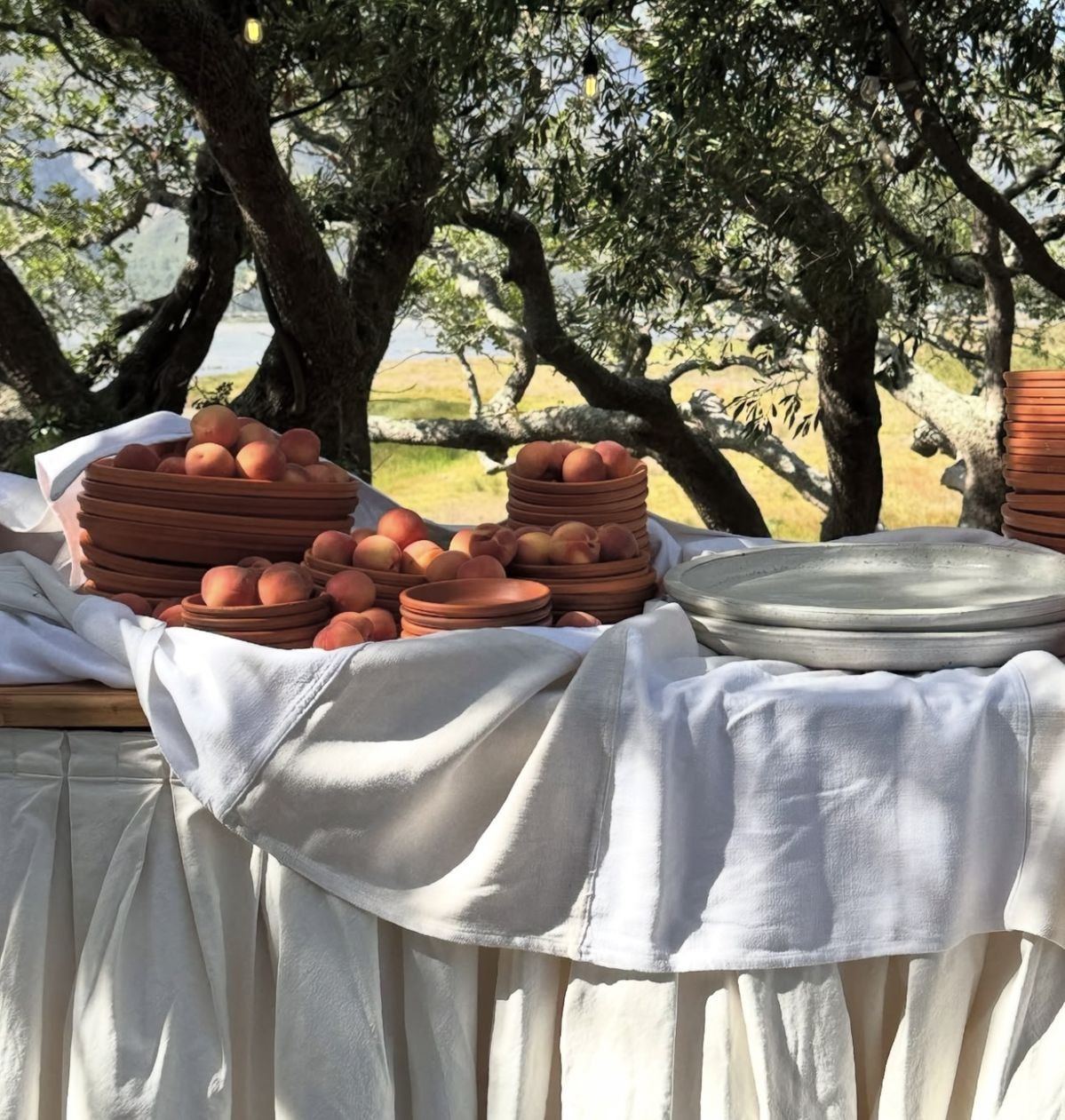 Terracotta and peaches on a table under olive trees, Alentejo