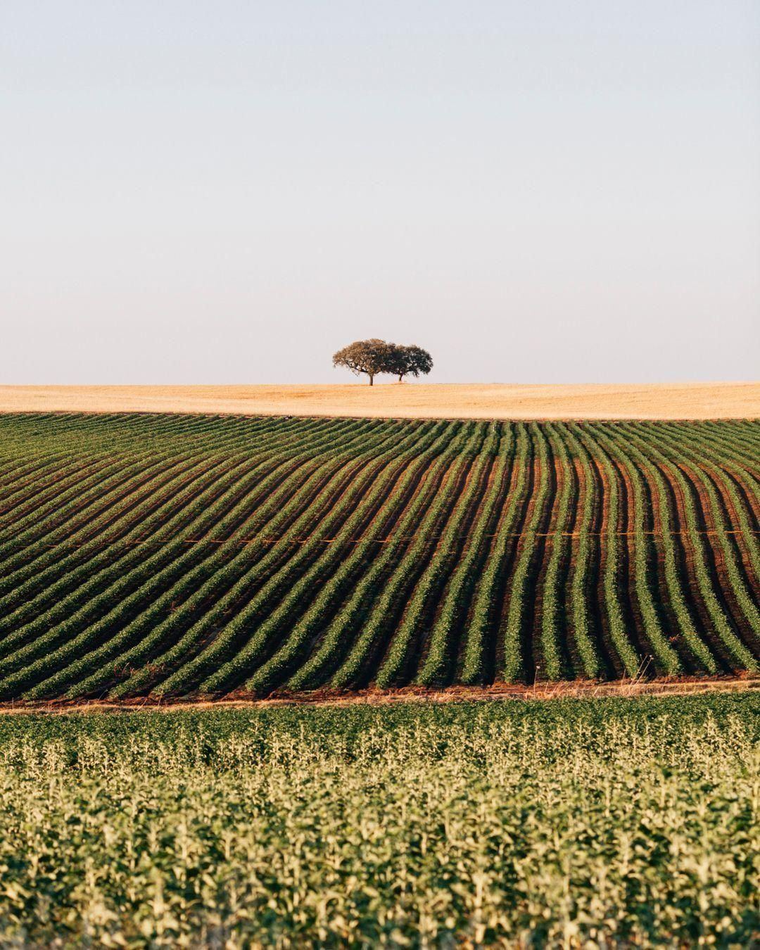 A lone holm oak on the horizon above curved crop rows, Alentejo