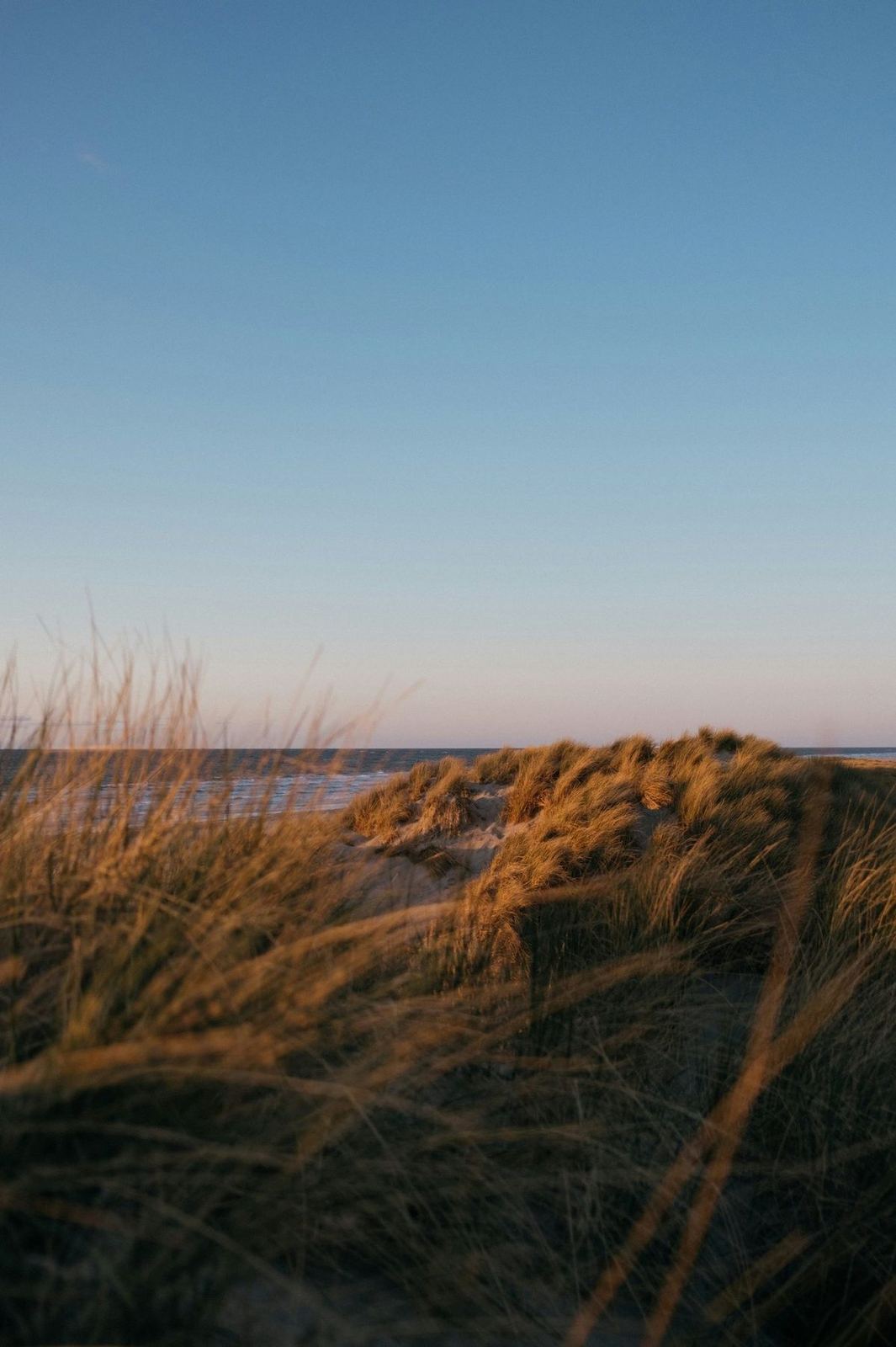 Golden dune grasses at dusk, Comporta