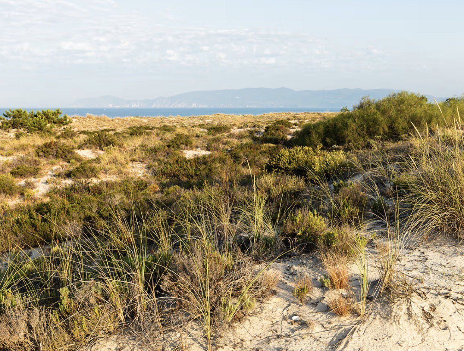 Golden dune grasses above the sea, Comporta