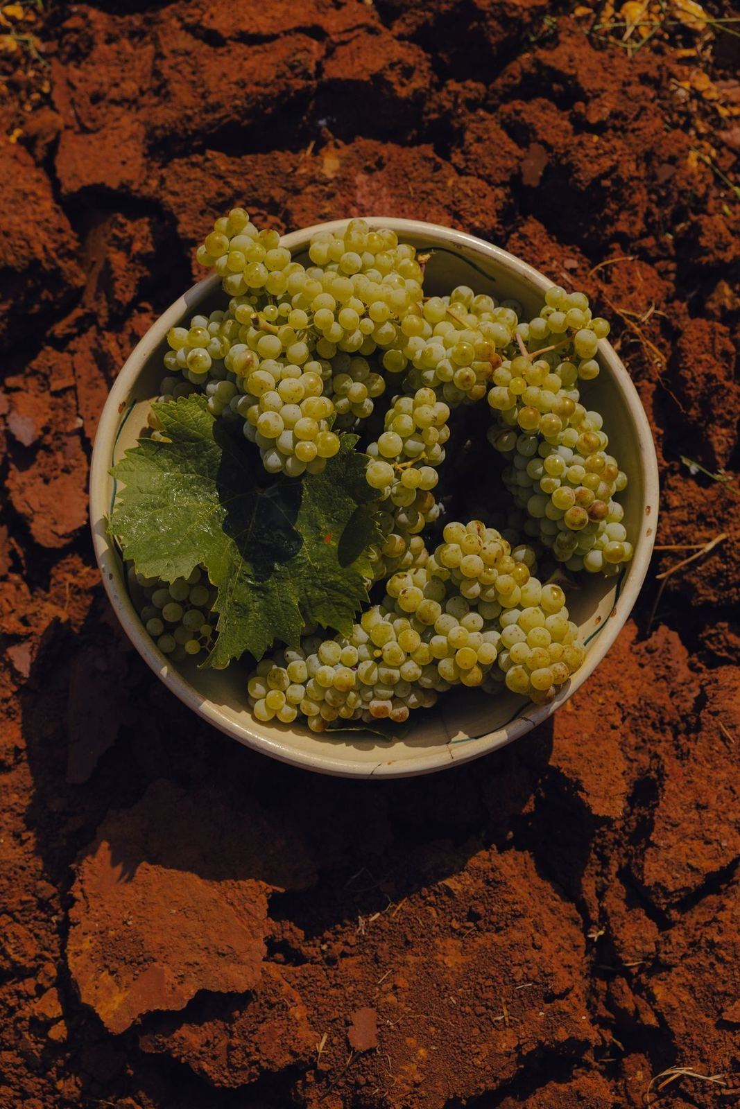 Freshly picked white grapes in a bowl on the red schist soil