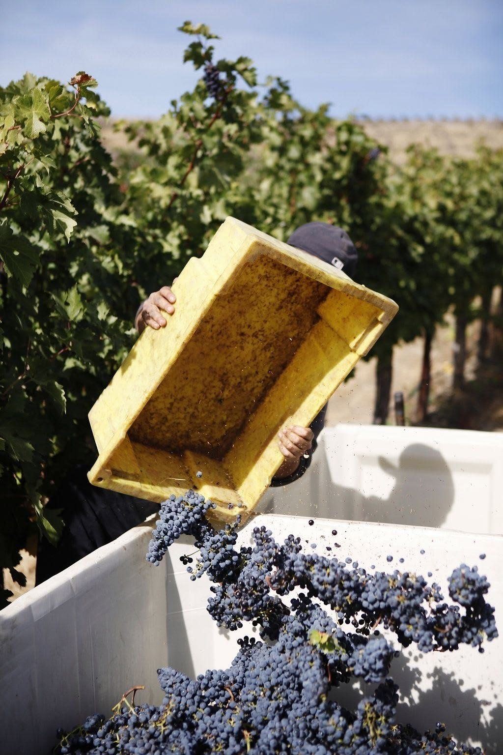 Hand-harvested grapes tipped into a vat, Douro
