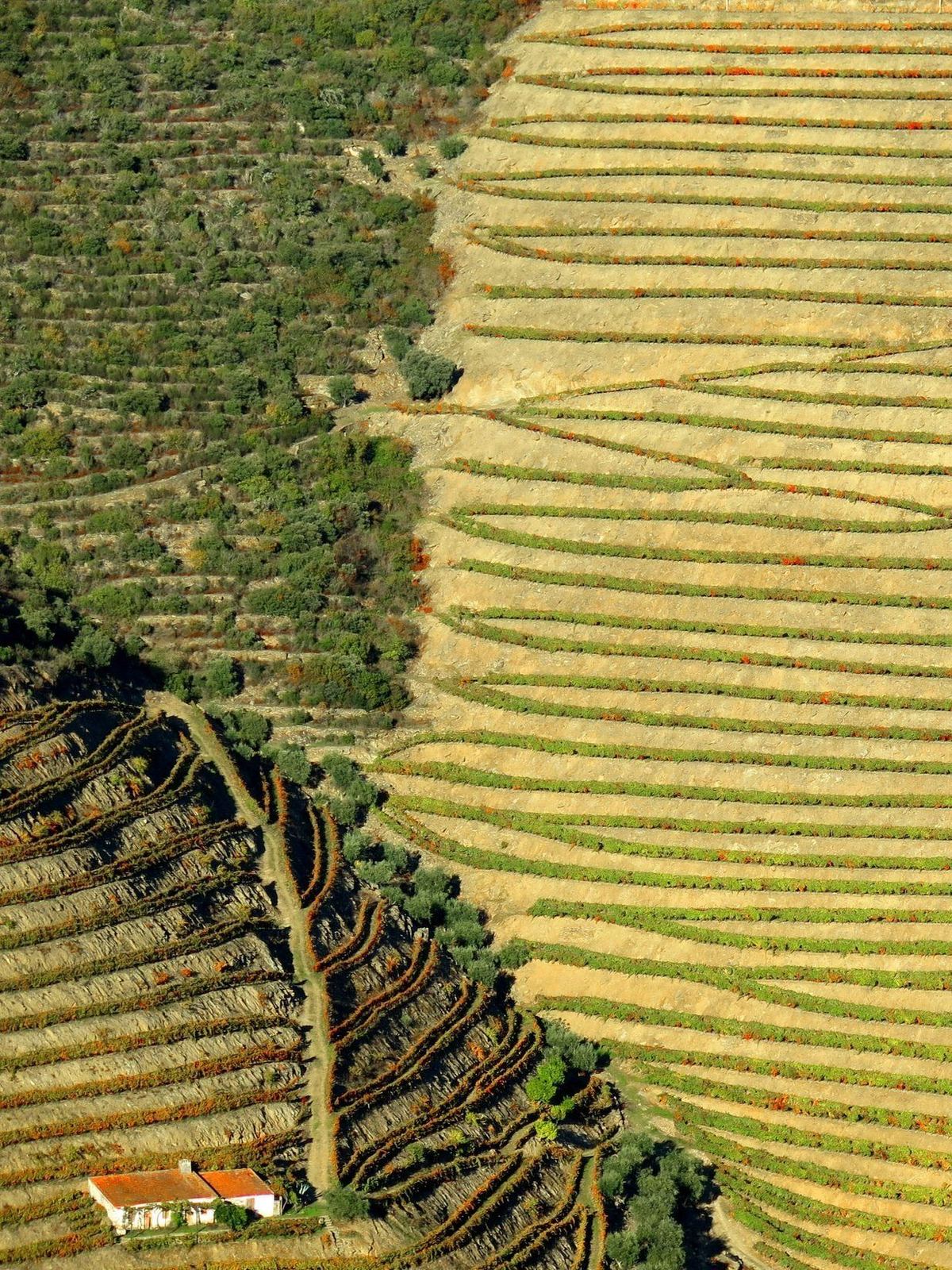 Aerial of vine terraces with a quinta below, Douro