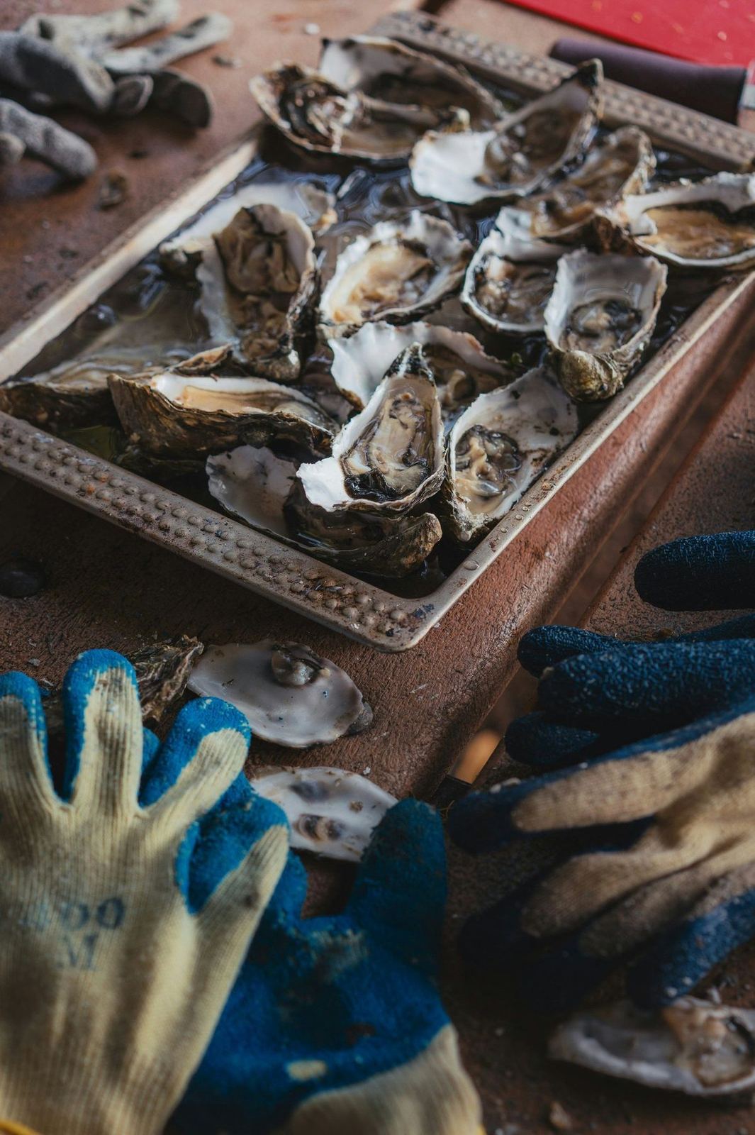 Oysters from the estuary, freshly opened