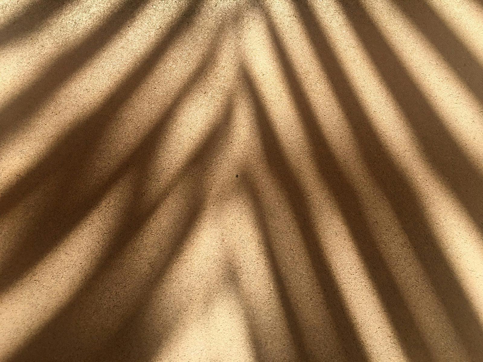 Palm frond shadow on golden sand