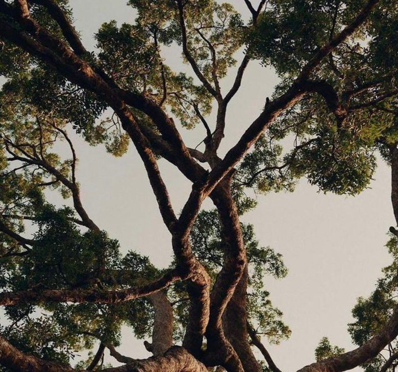 Branches of a centenary tree