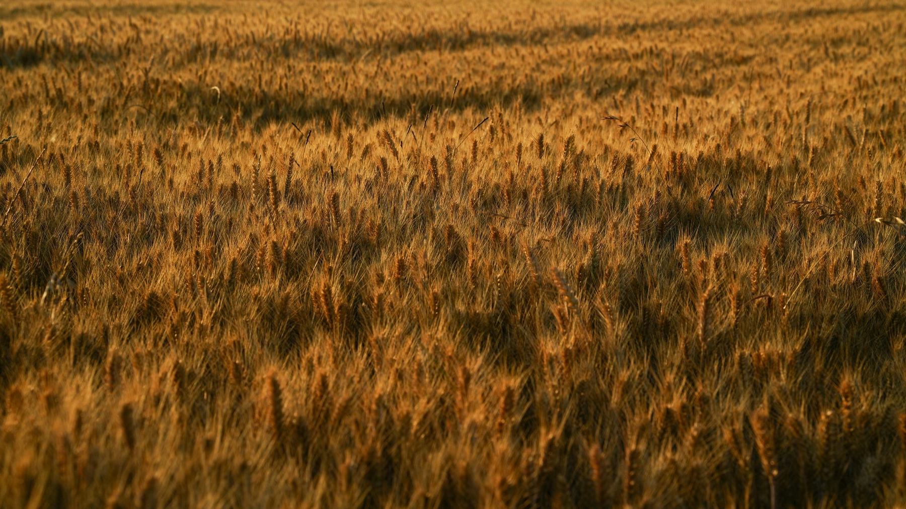 Golden field at the close of day